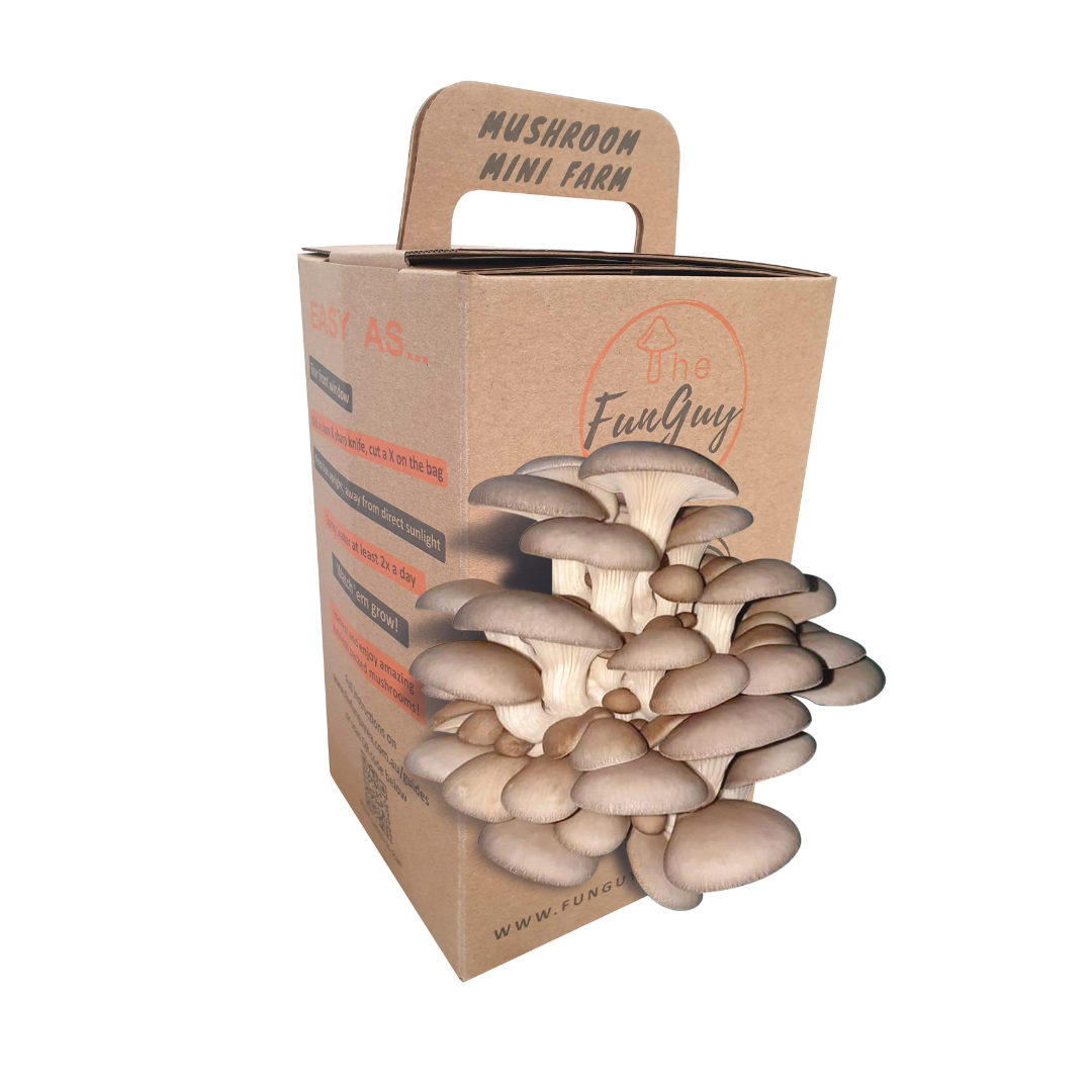 Blue Oyster Mushroom Grow Kit