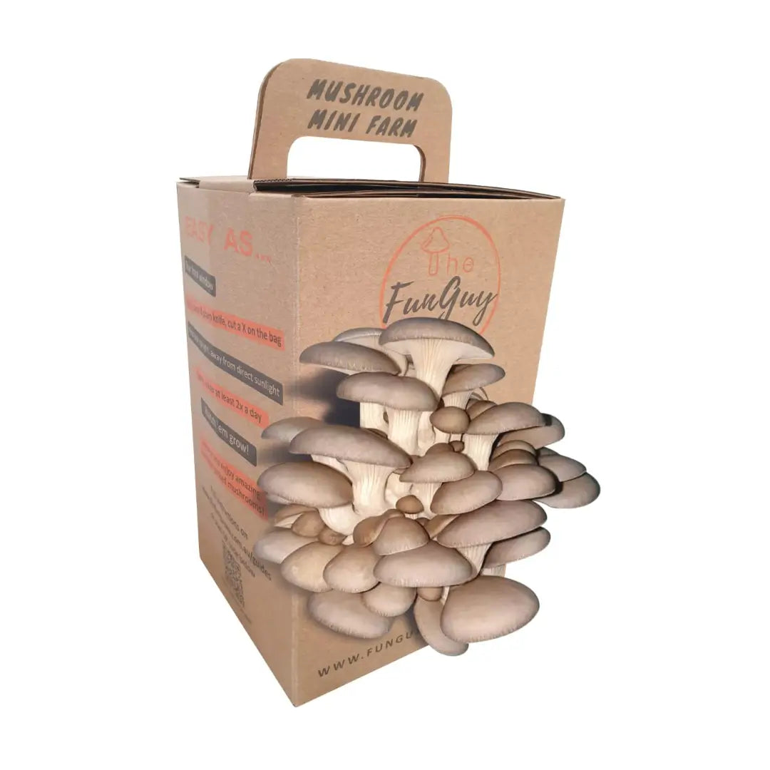 Blue oyster mushroom kit
