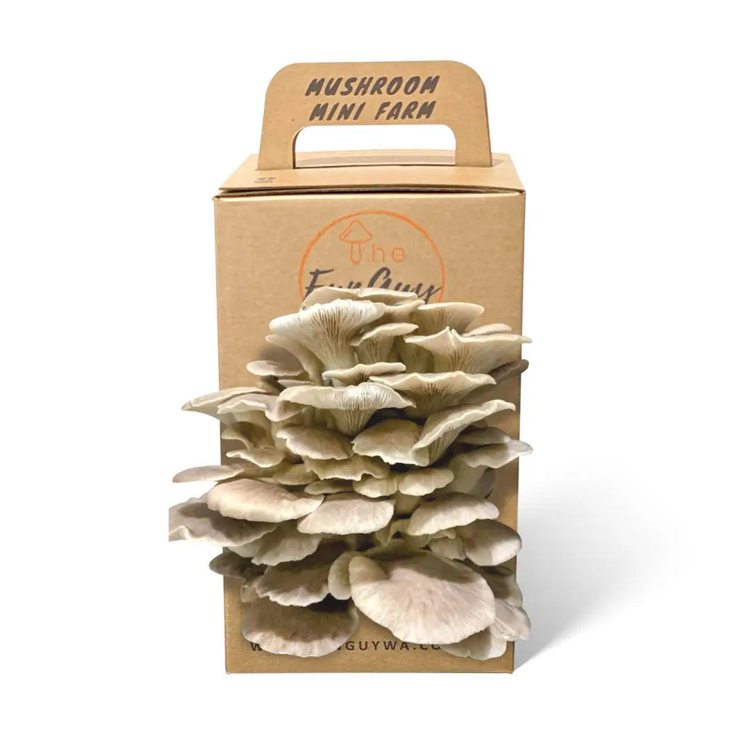 Italian oyster mushroom kit