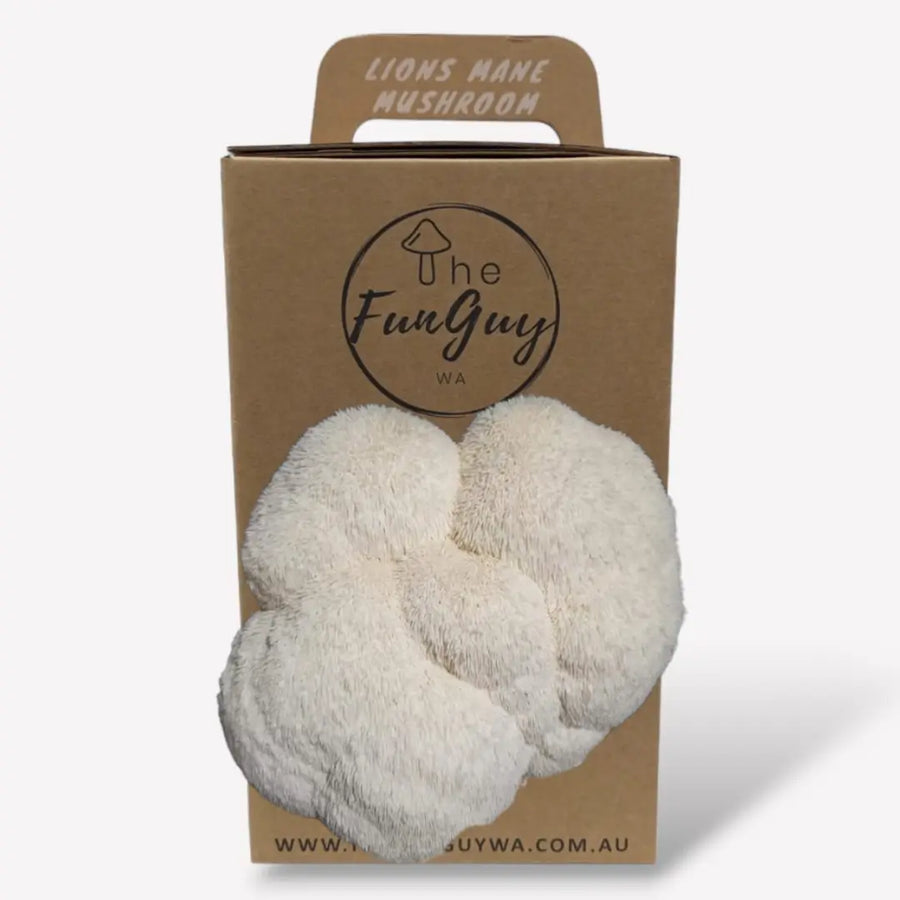Lion's mane mushroom kit