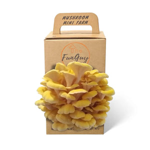 Mushroom Grow Kit
