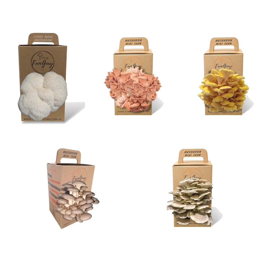 The FunGuy mushroom grow kit range — Lion's Mane, Pink, Yellow, Blue and Italian Oyster